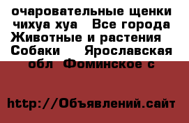 очаровательные щенки чихуа-хуа - Все города Животные и растения » Собаки   . Ярославская обл.,Фоминское с.